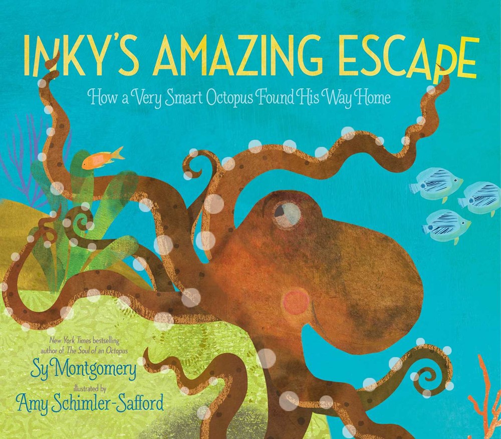 Inky's Amazing Escape: How a Very Smart Octopus Found His Way Home (Paperback)