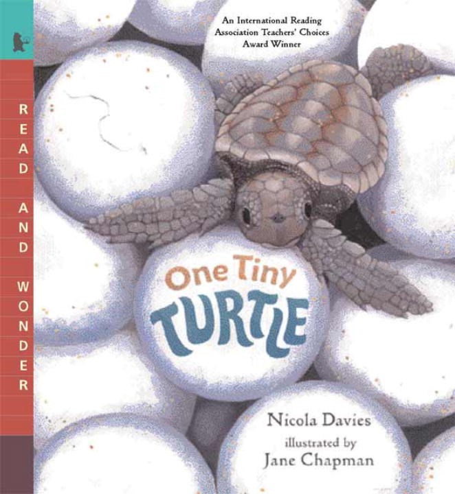 One Tiny Turtle (Read and Wonder)