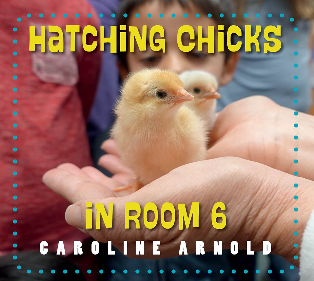Life Cycles in Room 6: Hatching Chicks in Room 6
